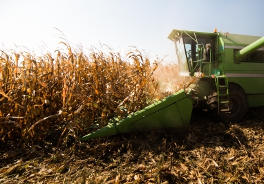 Green combine driving through and picking a field of corn ready for harvest.